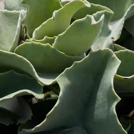 Casa Ulivo Agave Favignana At My Place Luaran gambar
