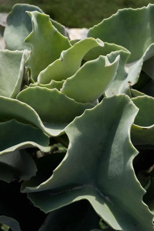 Casa Ulivo Agave Favignana At My Place Luaran gambar